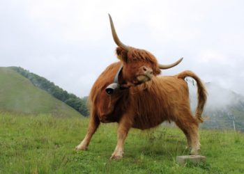 Bitcoin Looks Bullish As Funding Rates Turn Positive