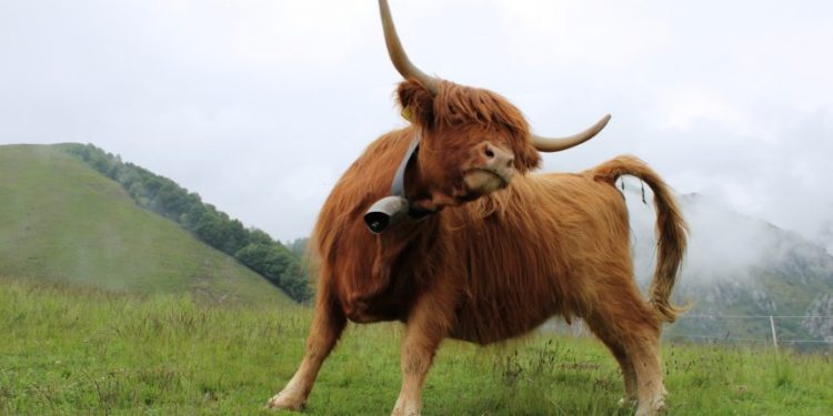 Bitcoin Looks Bullish As Funding Rates Turn Positive