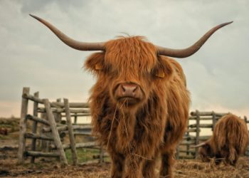 Indicators Suggest Biggest Bitcoin Buy Signal Since April 2020