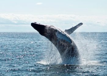 Bitcoin Whales Looking To Buy The Dip As $222 Million Worth Of Stablecoins Flow Into Exchanges