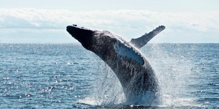 Bitcoin Whales Looking To Buy The Dip As $222 Million Worth Of Stablecoins Flow Into Exchanges