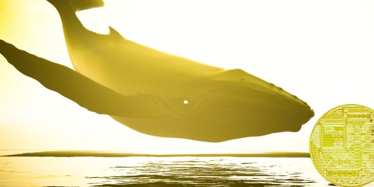 Fetch.ai, Bancor and Two More Altcoins Headline Assets With Heavy Whale Accumulation: Santiment