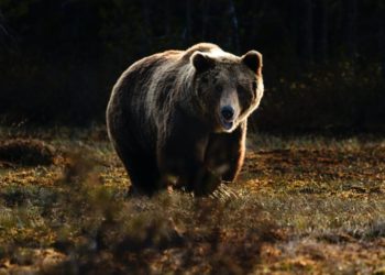 Bitcoin Turns Bearish As Whales Sell-Off On Gemini