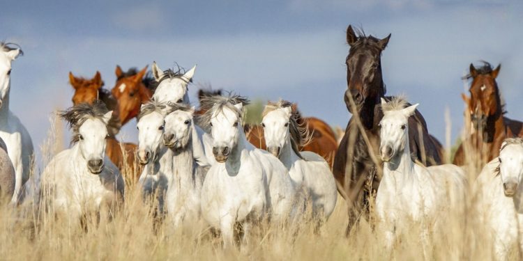 Multi-Chain Future Brings Multiple Competitors to Bitcoin & Ethereum