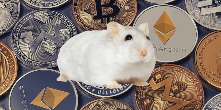 Office Hamster Beats The S&P 500 By Trading Crypto Tokens