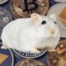 Office Hamster Beats The S&P 500 By Trading Crypto Tokens