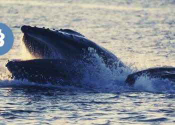 Bitcoin Supply Squeeze Likely As Whales Gobble Up 103,600 BTC, 80% Of Supply Held By HODLers