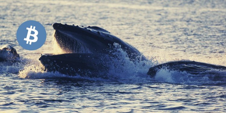 Bitcoin Supply Squeeze Likely As Whales Gobble Up 103,600 BTC, 80% Of Supply Held By HODLers