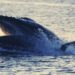 Bitcoin Supply Squeeze Likely As Whales Gobble Up 103,600 BTC, 80% Of Supply Held By HODLers