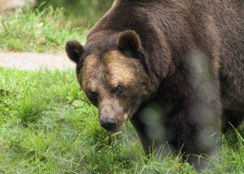 Bitcoin Turning Bearish? Leverage Ratio Shows Sell Signal