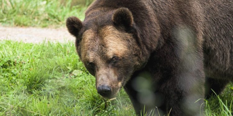 Bitcoin Turning Bearish? Leverage Ratio Shows Sell Signal