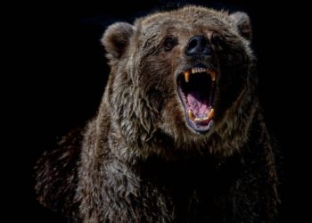 Bitcoin Bearish Signals Go Off Despite Recovery Above $44k, Dead Cat’s Bounce?