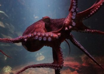 Did US Regulators Began Offensive Against Crypto Platforms? CFTC Fines Kraken