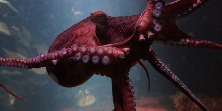 Did US Regulators Began Offensive Against Crypto Platforms? CFTC Fines Kraken