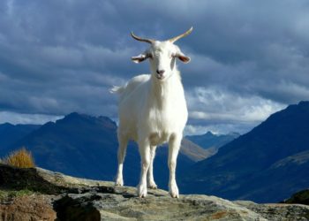 El Salvador’s Chivo And Bitcoin Adoption In Mindblowing Facts And Stats