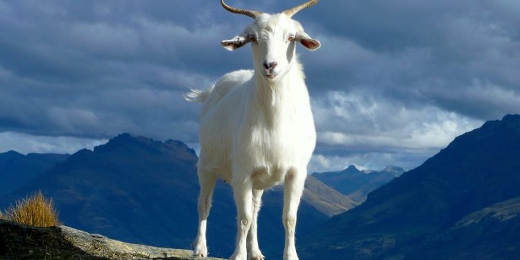 El Salvador’s Chivo And Bitcoin Adoption In Mindblowing Facts And Stats