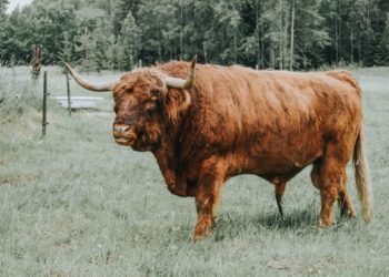 As Bitcoin Breaks $50k, Indicators Show A Calm Before The Storm