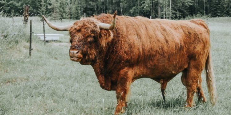 As Bitcoin Breaks $50k, Indicators Show A Calm Before The Storm