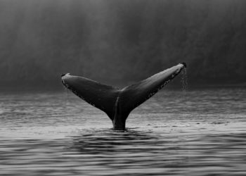 On-Chain Data Shows Bitcoin Whales Hold Fort Despite Recent Dips