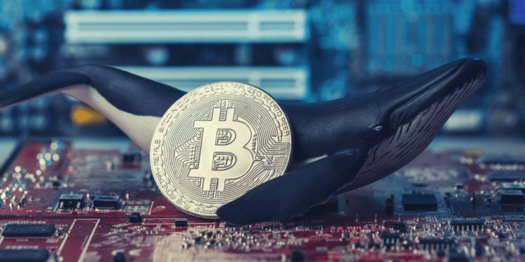 Whales And HODLers Dominate As 70% Of Bitcoin Hasn’t Moved In Five Months