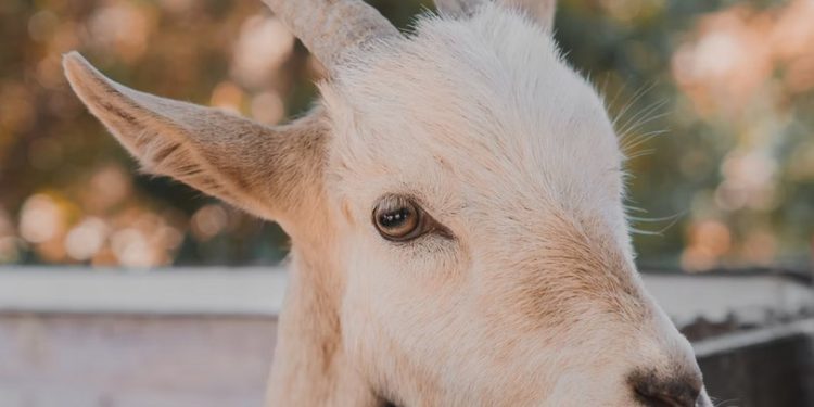 El Salvador Disables Bitcoin Price On App To Stop Scalpers