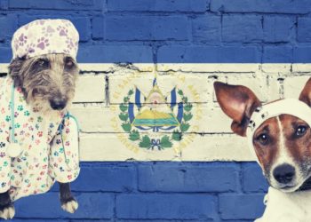 El Salvador To Use Bitcoin Profits To Build $4 Million Pet Hospital