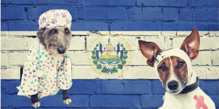 El Salvador To Use Bitcoin Profits To Build $4 Million Pet Hospital
