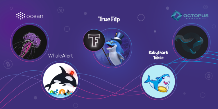 Shrimps, Sharks, Whales and Other Fish in Crypto