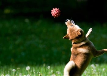 Another Dump Incoming? Shiba Inu Token Soars on High Volume After Musk Tweets