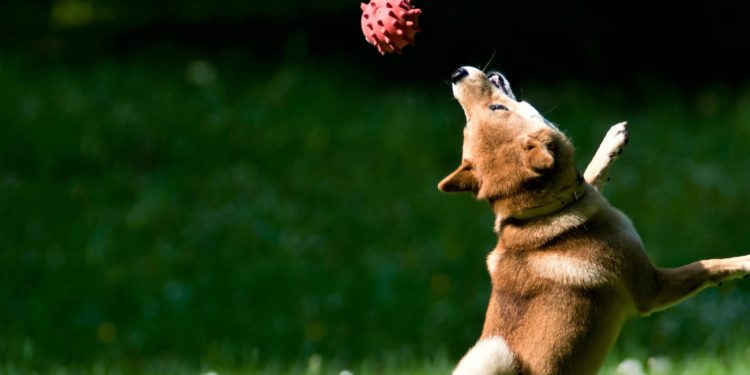 Another Dump Incoming? Shiba Inu Token Soars on High Volume After Musk Tweets