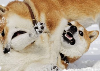 Other Dog (and Cat)-Themed Coins Pump as Shiba Inu and Dogecoin Keep Fighting