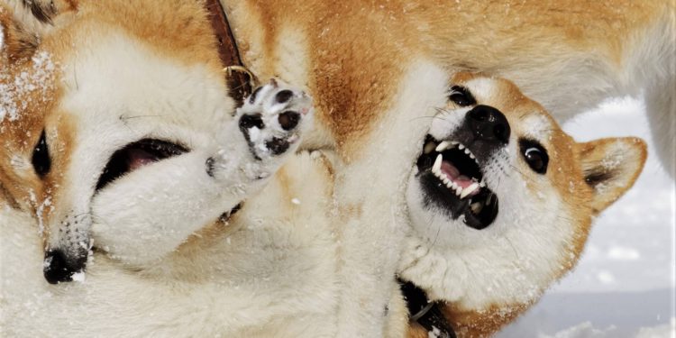 Other Dog (and Cat)-Themed Coins Pump as Shiba Inu and Dogecoin Keep Fighting