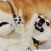 Other Dog (and Cat)-Themed Coins Pump as Shiba Inu and Dogecoin Keep Fighting