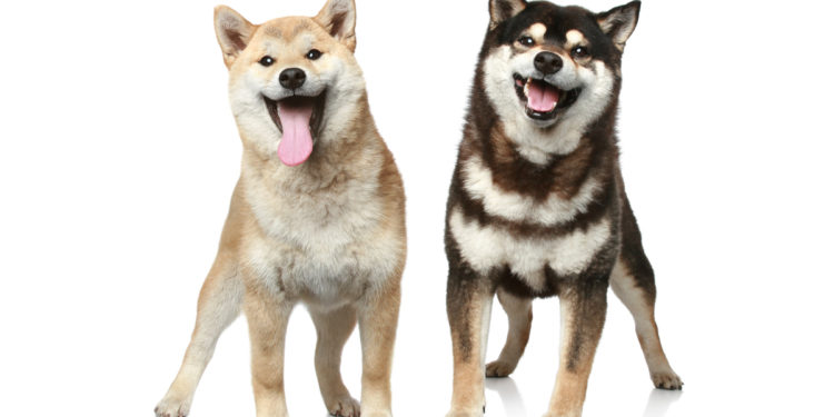 Shiba Inu Challenges Dogecoin for Meme Coin Dominance