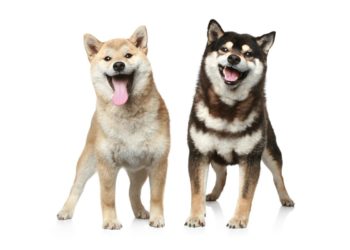 Shiba Inu Enters Top 10 and Flips Dogecoin