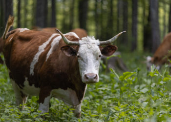 Bitcoin Price Taps $50K, But Here’s Why Bulls Aren’t Out Of The Woods