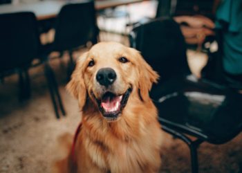 Shiba Inu Outranks Chainlink And Takes Place In Top 15 Crypto-Assets