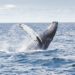 Whales Are Building Their Positions On Derivatives