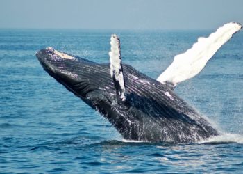 Whales Moving Coins Hints At Bitcoin Maturity As Macro Asset