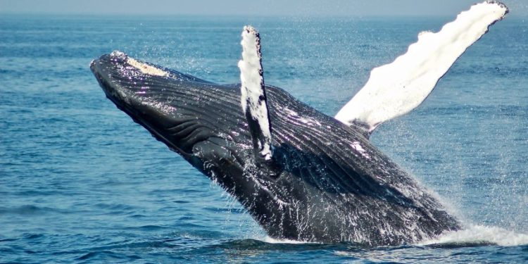 Whales Moving Coins Hints At Bitcoin Maturity As Macro Asset