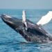 Whales Moving Coins Hints At Bitcoin Maturity As Macro Asset