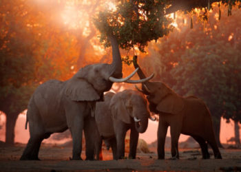 Zimbabwe’s Government Consulting Private Sector on Adopting Crypto as Legal Tender