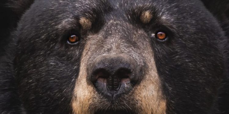 Lone Bitcoin Bitfinex Whale Wants More Blood, Buyers Beware?