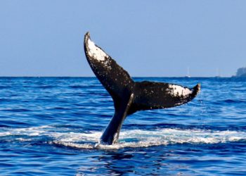 Data Shows Whales Are Dumping, But Bitcoin Holds Above $60k
