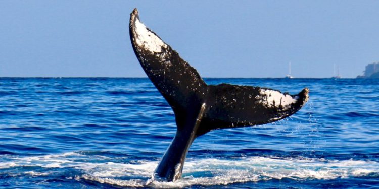 Data Shows Whales Are Dumping, But Bitcoin Holds Above $60k