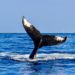 Data Shows Whales Are Dumping, But Bitcoin Holds Above $60k