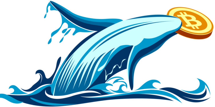 Whales Fill Up On Bitcoin While Broader Market Panics