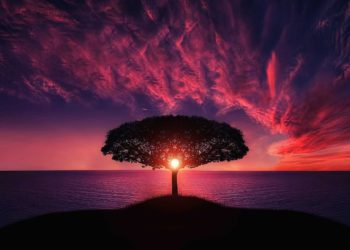 Growing Crypto On Trees With Yield Farming