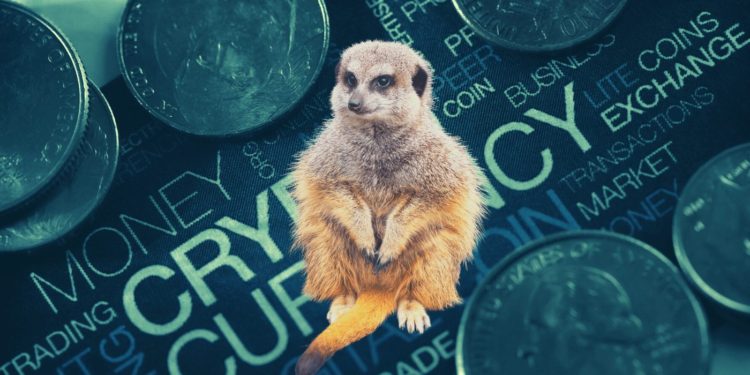 US Congressman Mentions ‘Mongoose Coin’, Hours Later It Moons 320,000%