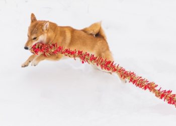 ‘Uniquely DOGE Proposal’, Binance ‘Funds SAFU’, Monero-Mining Spider-Pirates, Late Thai CBDC + More News